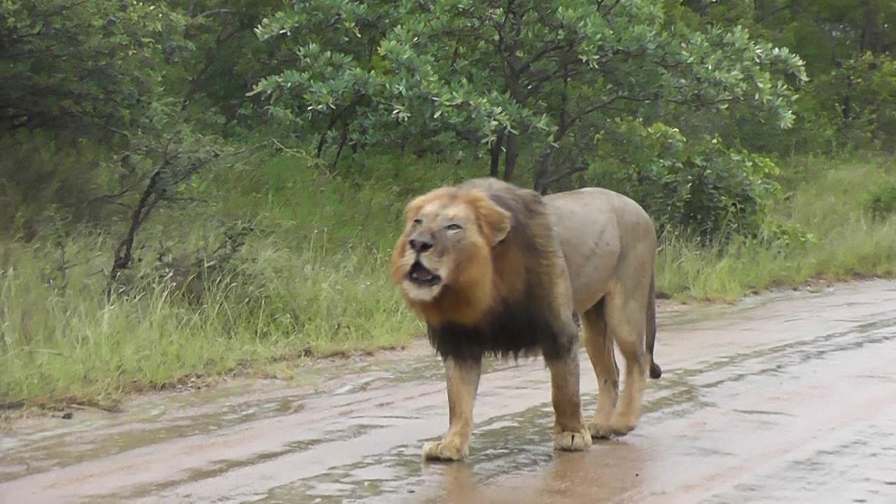 Large male lions braving the rain. (Video)