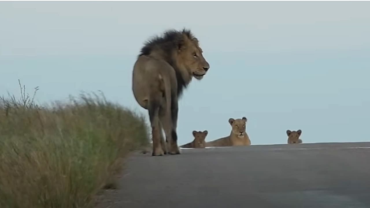 Ailing Elderly Lion Reunites with His Family and Sleeps Peacefully (Video)