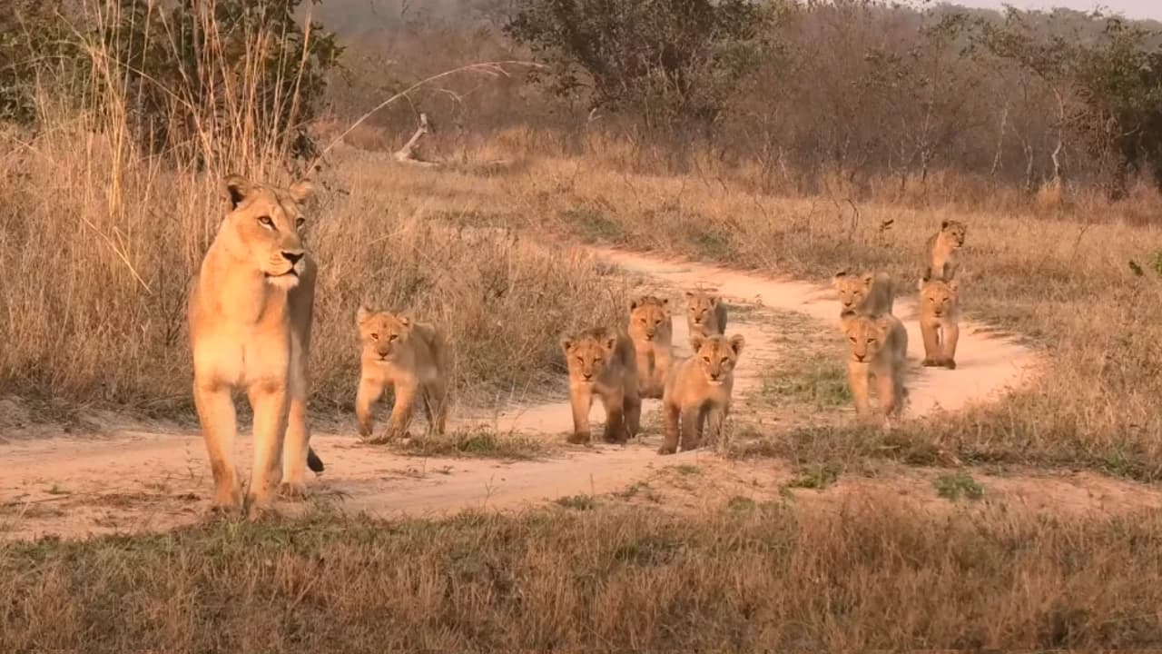 Incredible! Nine playful cubs are spotted dashing and frolicking along the road (Video)