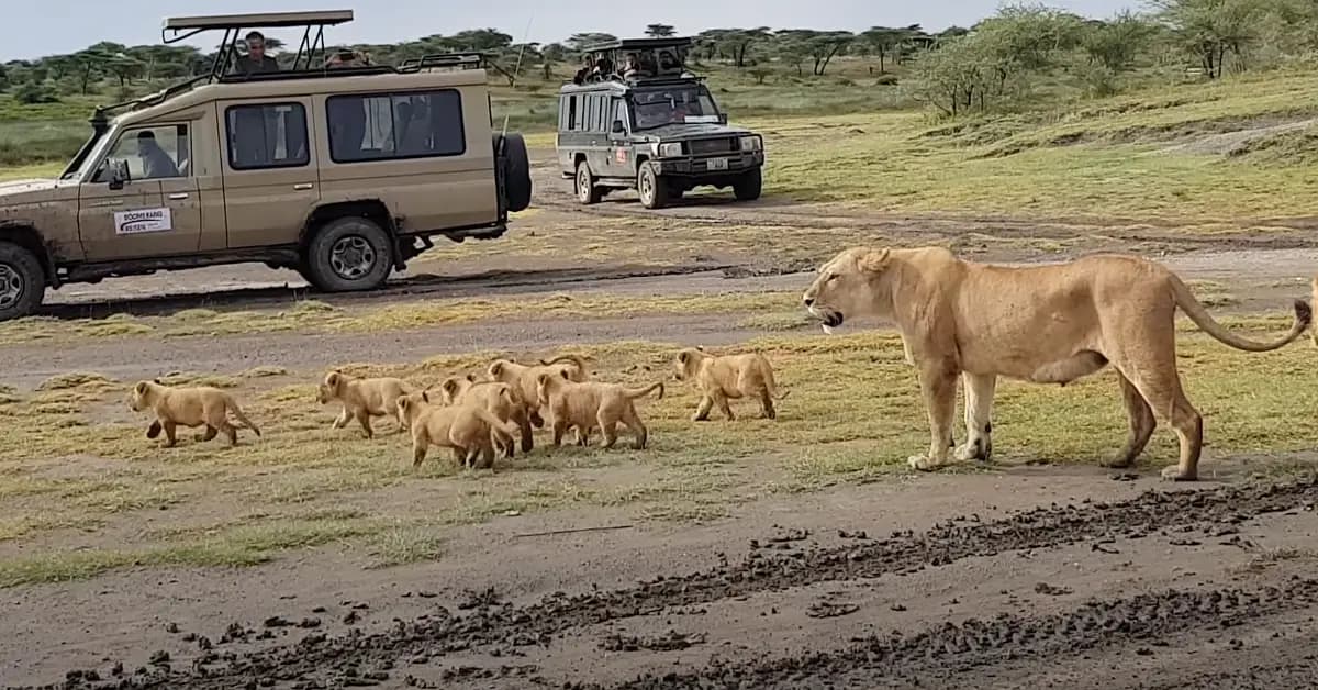 A group of tiny lion cubs overload the mountain road (Video)