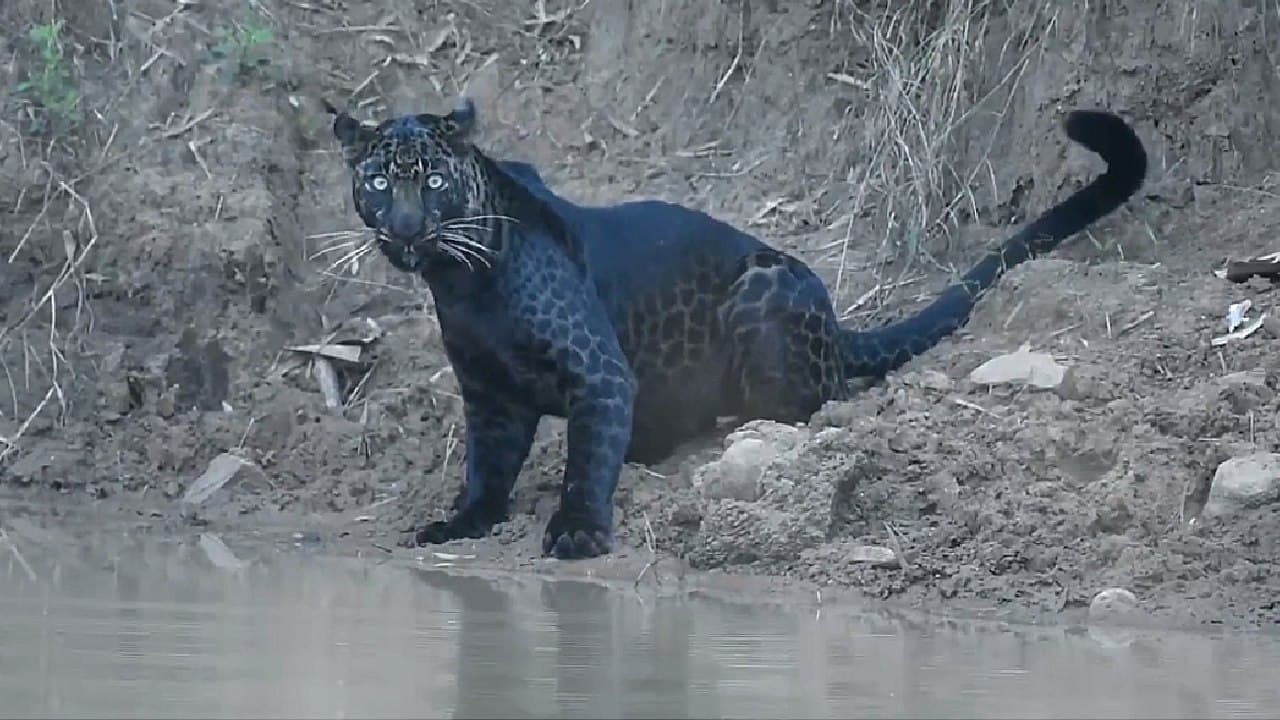 Rare sighting of a black panther drinking in the wild (Video)