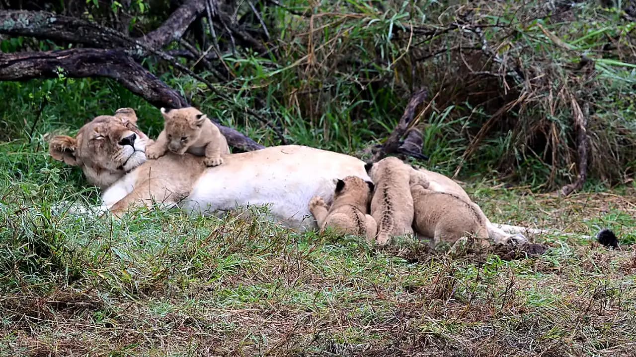 A video shows four tiny lion cubs, only 13 days old, in the forest