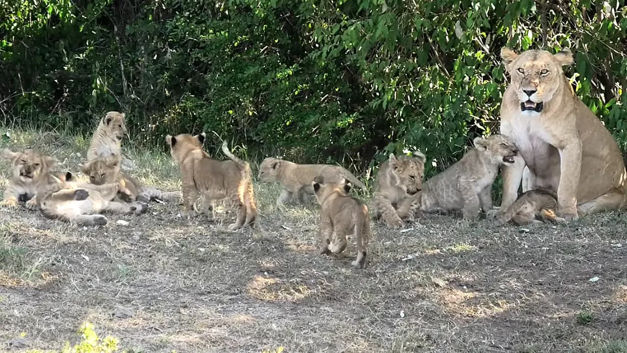 Lion mothers form a new pride with 9 young cubs (Video)