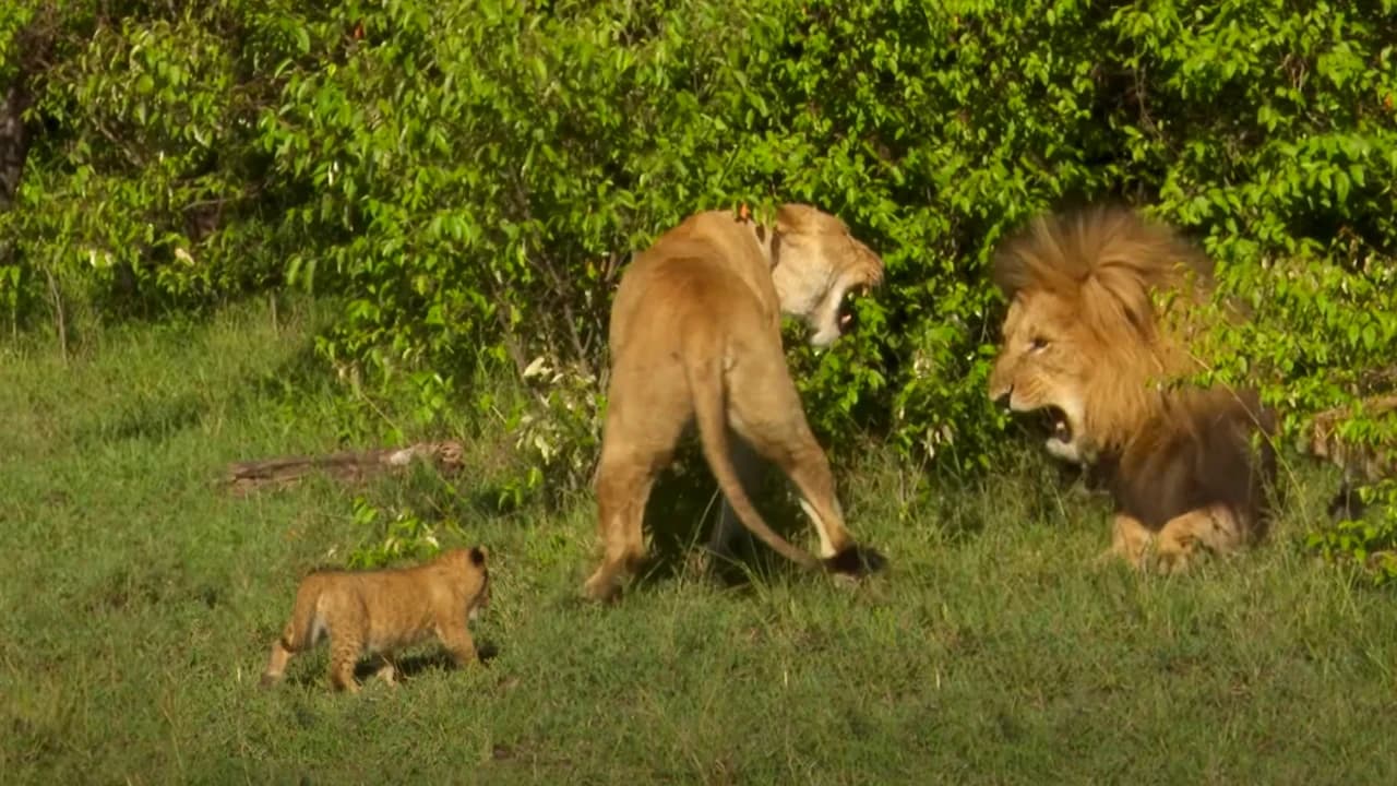 A lion cub is brought into the pride, but things don’t go as planned! (Video)