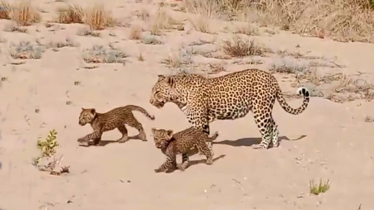 Come see a pair of adorable leopard cubs bonding with their mother in Kruger National Park (Video)