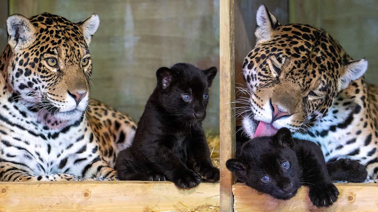 “Stunning” Rare Black Jaguar Welcomes Newborn at Sanctuary (Video)