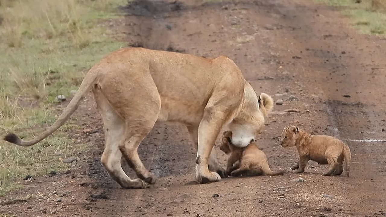 Adorable lion cubs take their first steps on the road | Too cute (Video)