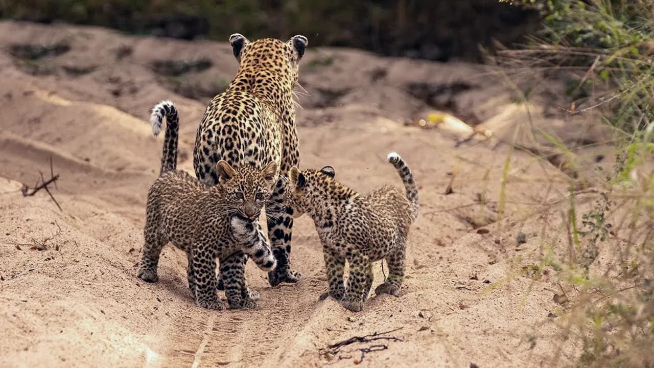 How adorable! Watch as a female leopard enjoys playtime with her cubs (Video)