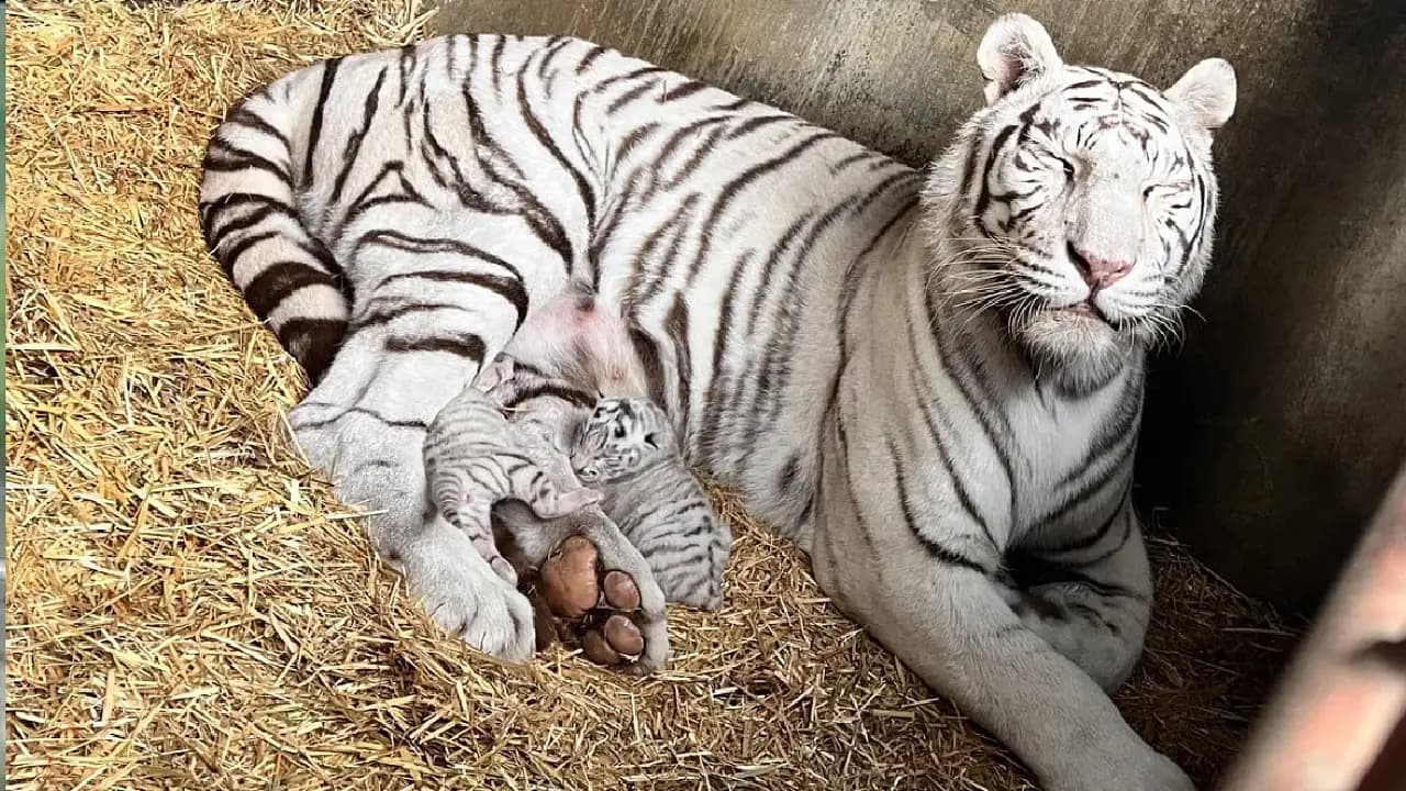 Two 1-day-old white tiger cubs search for their mom in this adorable video