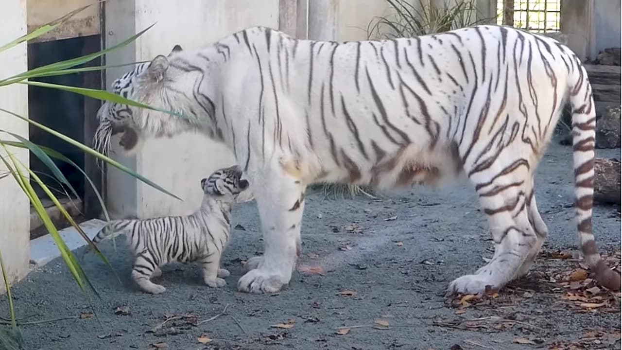 Mother tiger calls her newborn cubs to venture outside and discover the world. (Video)