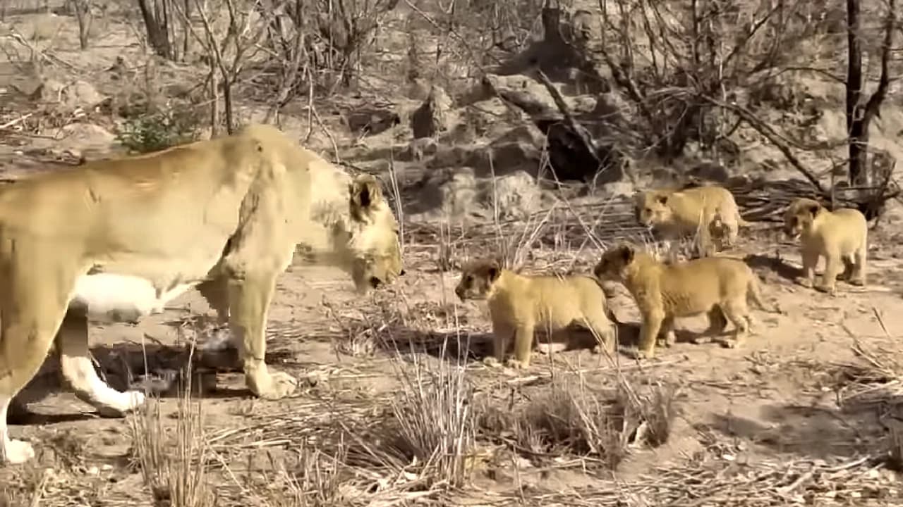 Adorable lion cub calls out for mom to stop walking because he just wants to relax (Video)