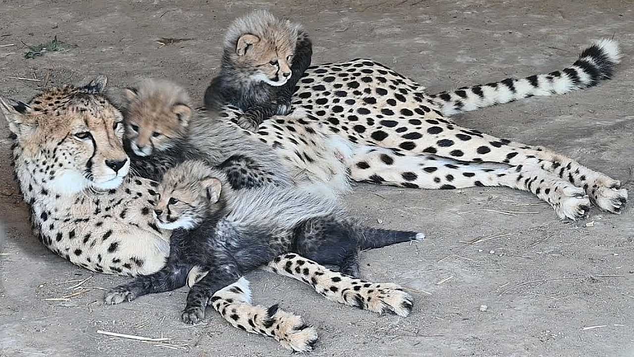 A heartwarming video shows three playful baby cheetahs bonding with their mother, as they frolic together in the wild