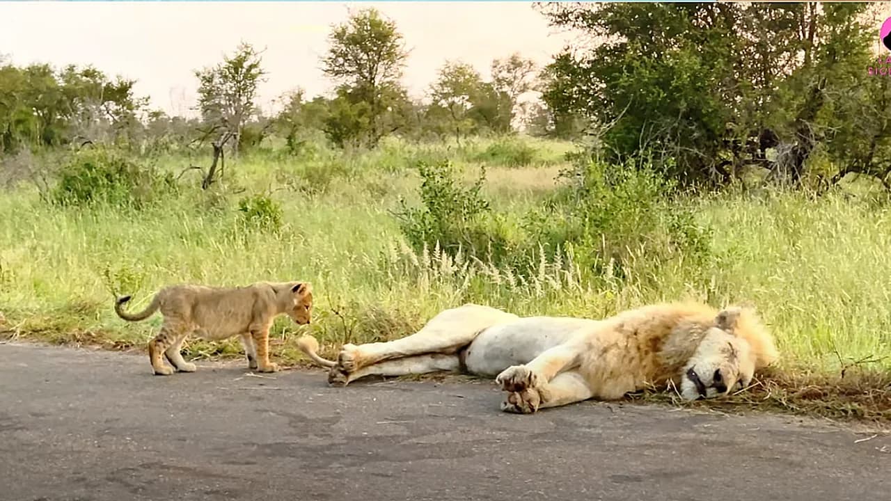 A lion cub playfully chasing and attacking its own tail before running away (Video)