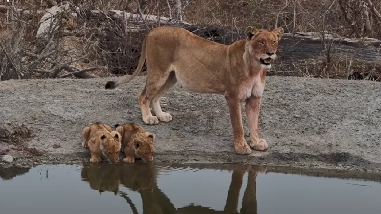 A lioness mother brings her newborn cubs to drink from Rosie’s pan in Africa (Video)