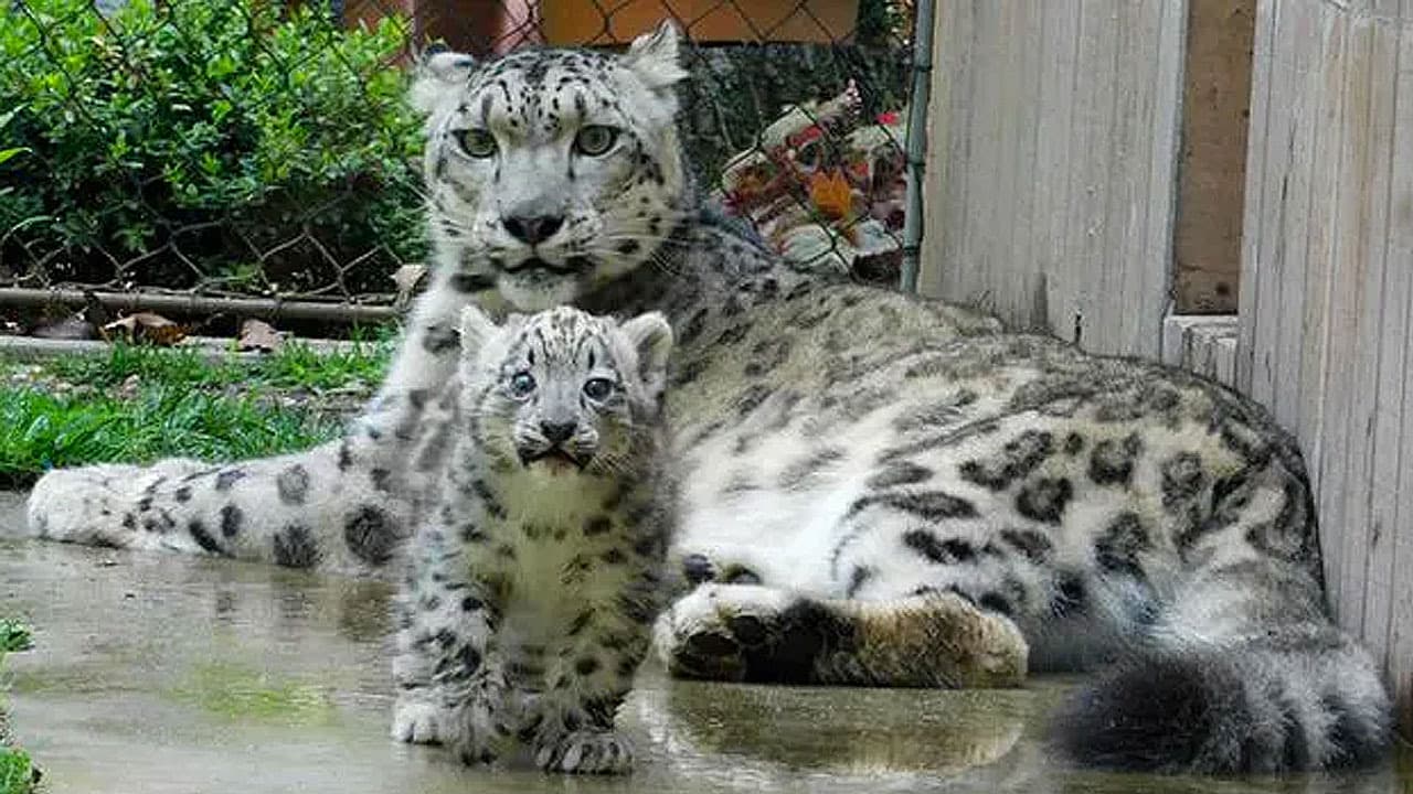 A Snow Leopard Cub Makes Its First Appearance at Brookfield Zoo (Video)