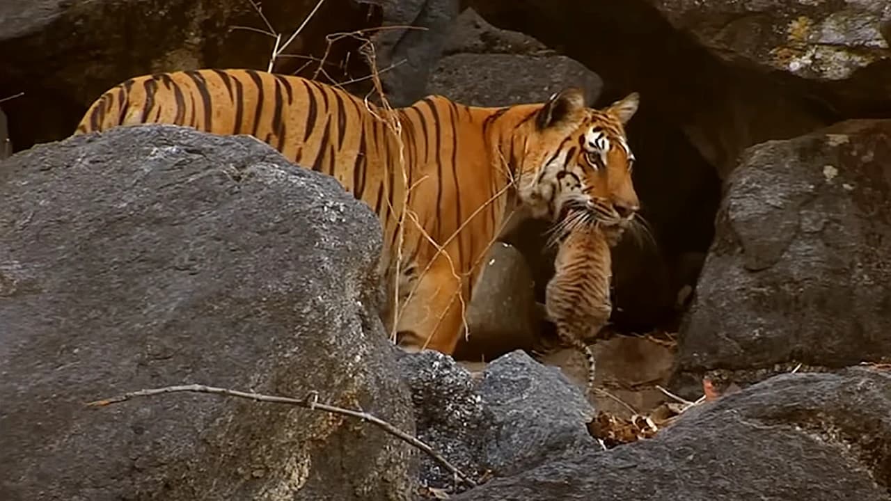 A wild tiger mother attempts to catch her curious cubs in an adorable display (Video)