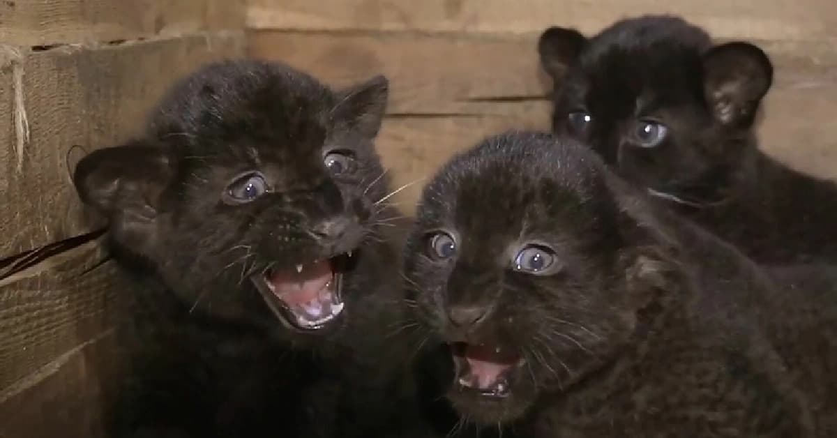 Three adorable black panther cubs were born at the Abakan Zoo and are currently not being displayed to the public (Video)