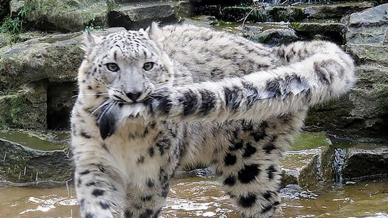 So much fun to watch! Snow leopards playfully biting each other’s tails—so adorable (Video)