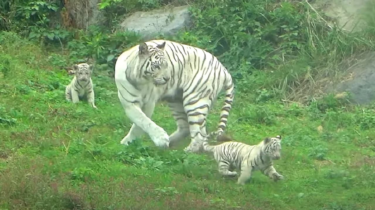 A delightful video featuring playful white tiger cubs frolicking with their mother