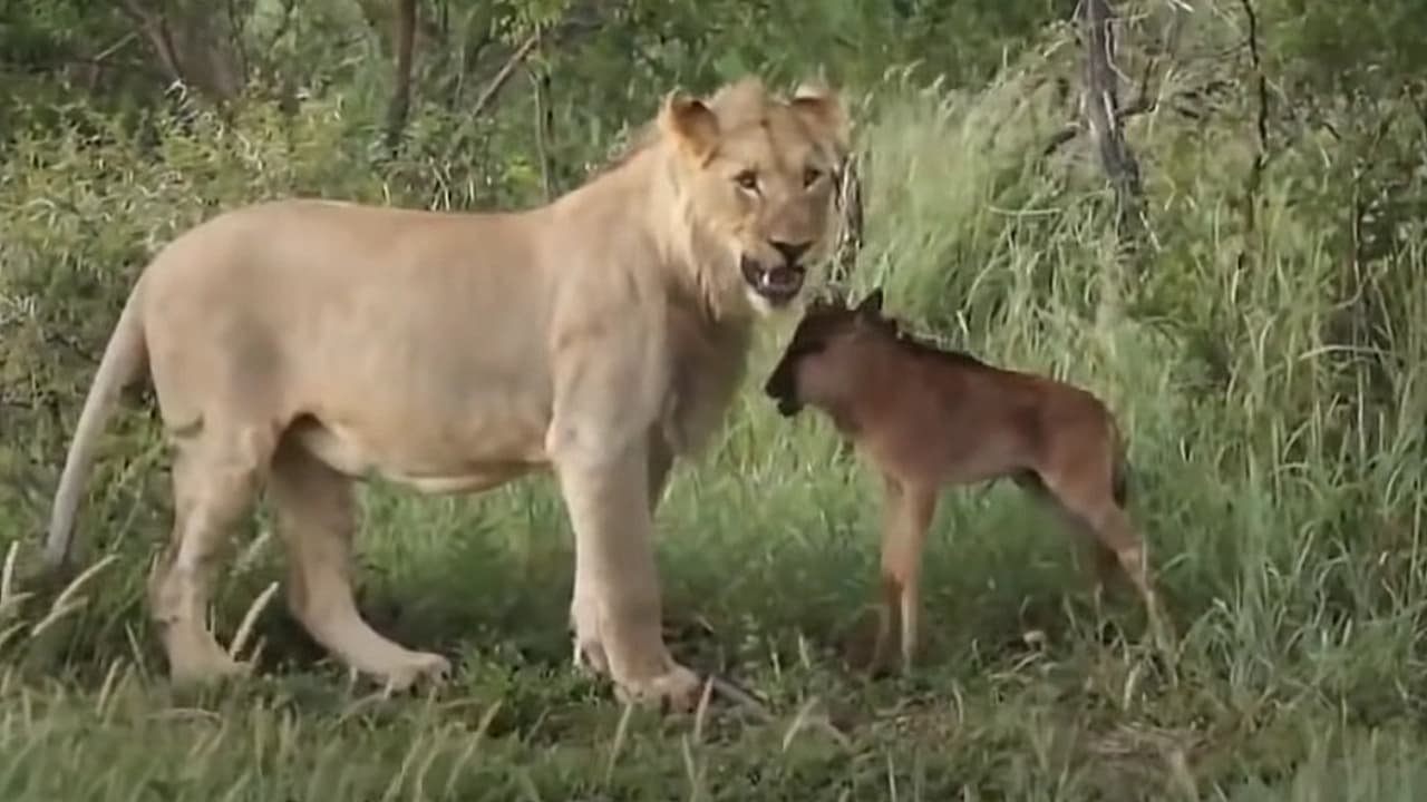 Lioness Safeguards a Baby Antelope (Video)