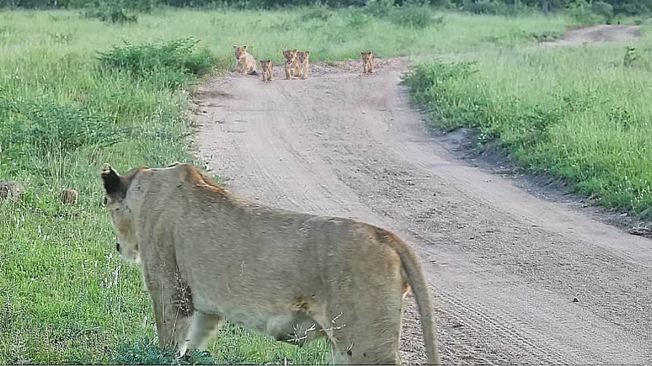 Heartwarming Reunion of Lost Cubs with Their Mother (Video)