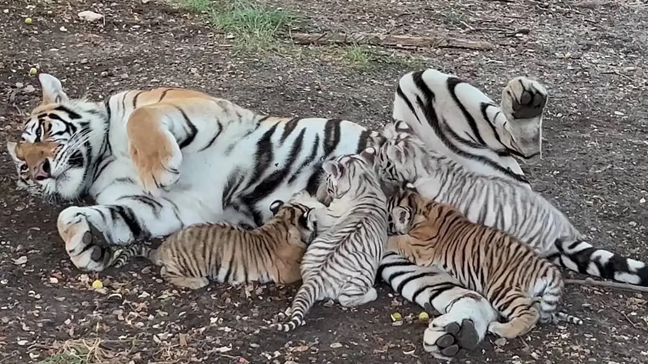 Incredible! Mom Tiger lovingly nursing her four cubs—so beautiful, including a Bengal and a White cub (Video)