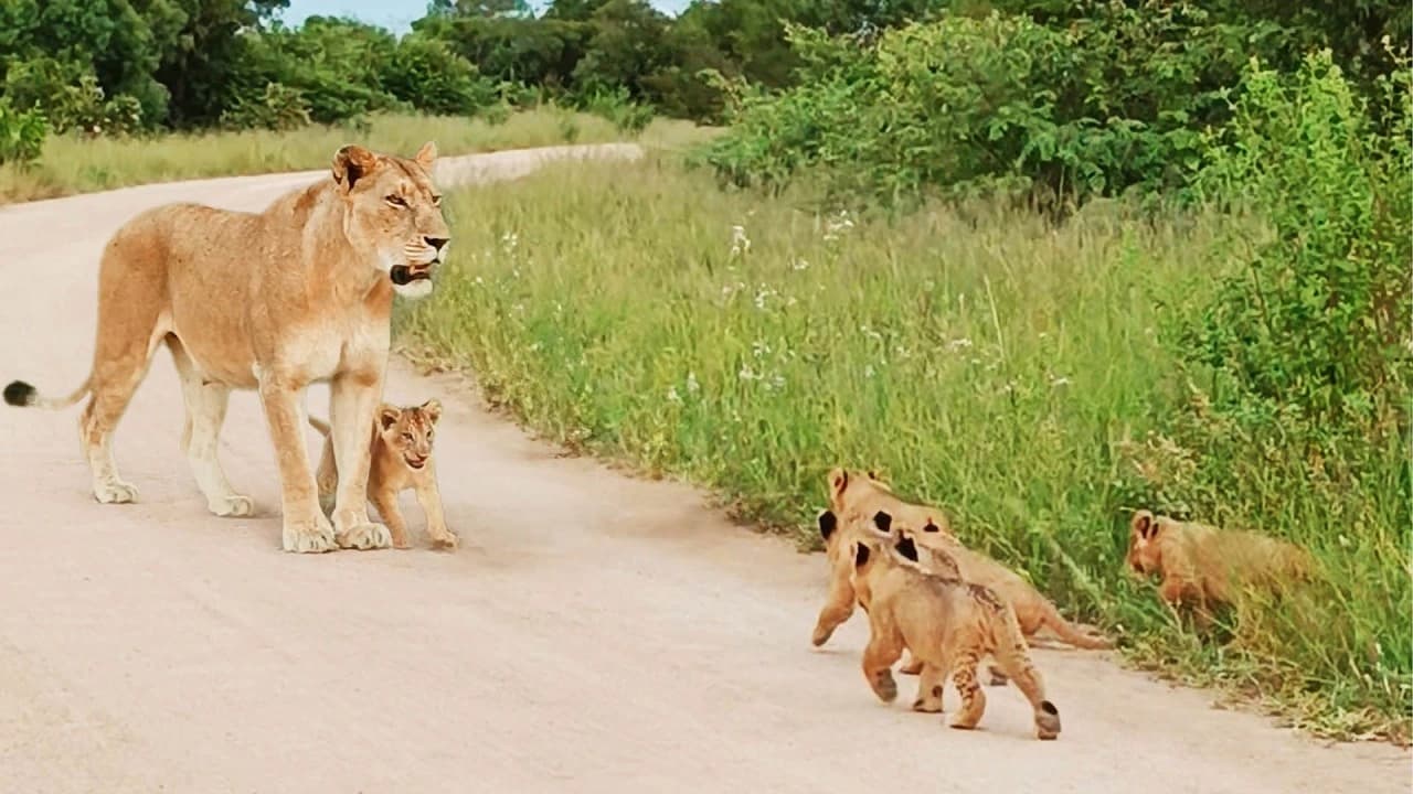 A lion cub assists its mother in calling out for its siblings (Video)