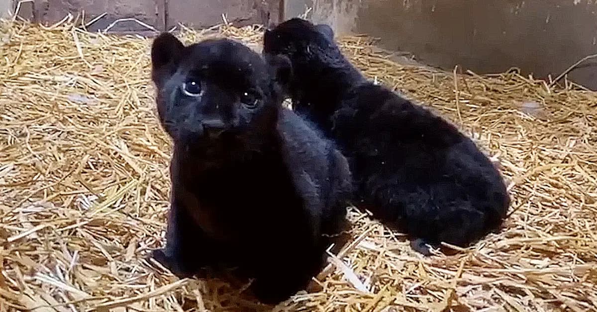 Two black panther cubs (melanic jaguars) are born at the Morelia Zoo in Mexico (Video)