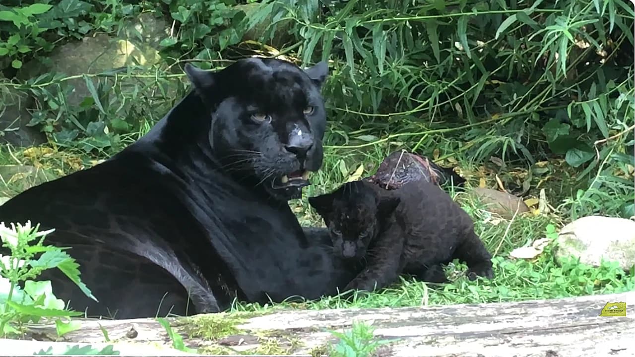 A stunning black panther mother and her cub (Video)