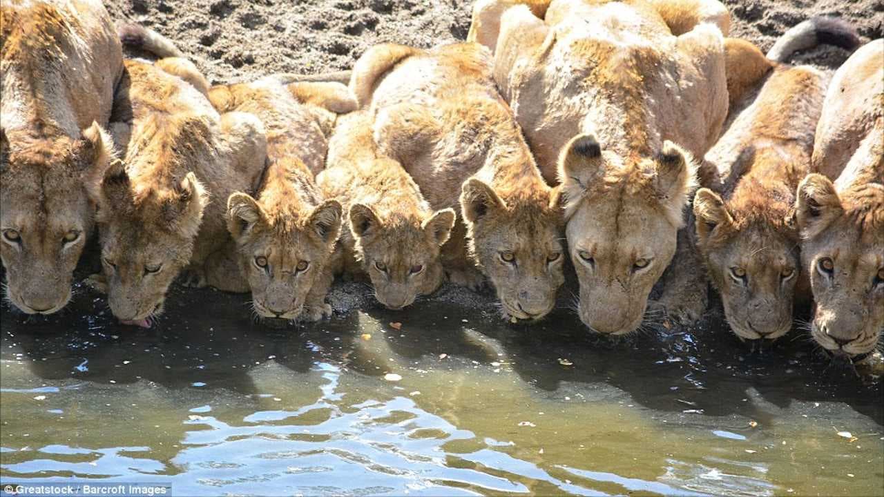 Rare footage captures a beautiful lion family drinking water together in a line (Video)