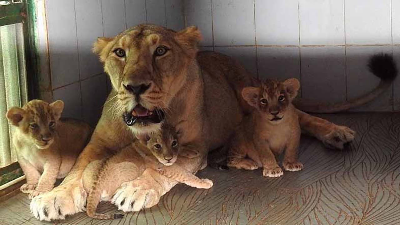 Three lion cubs bask in the happiness of their mother, sharing in her delight (Video)