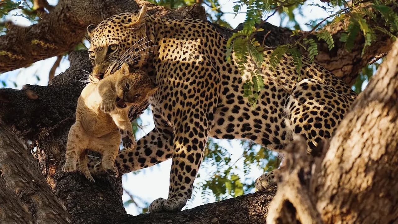 Leopard Snatches Lion Cub – A Rare and Shocking Moment (Video)