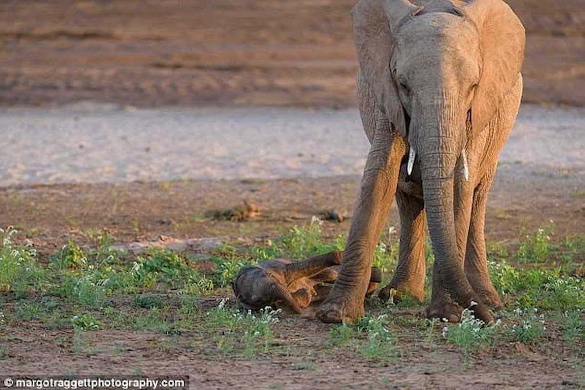 The 200-Pound New Arrival: Baby Elephant Takes Adorable Wobbly Steps While Learning to Walk