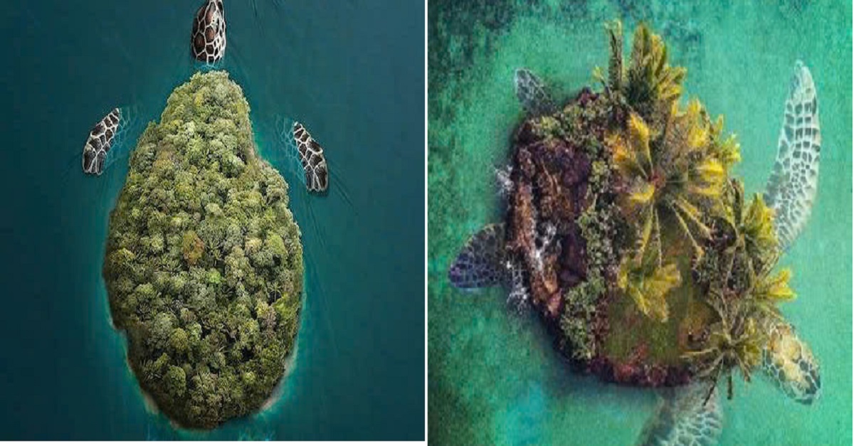 Turtle islands embody the ocean’s magic, captivating hearts worldwide. These unique habitats highlight marine beauty, urging us to protect our oceans