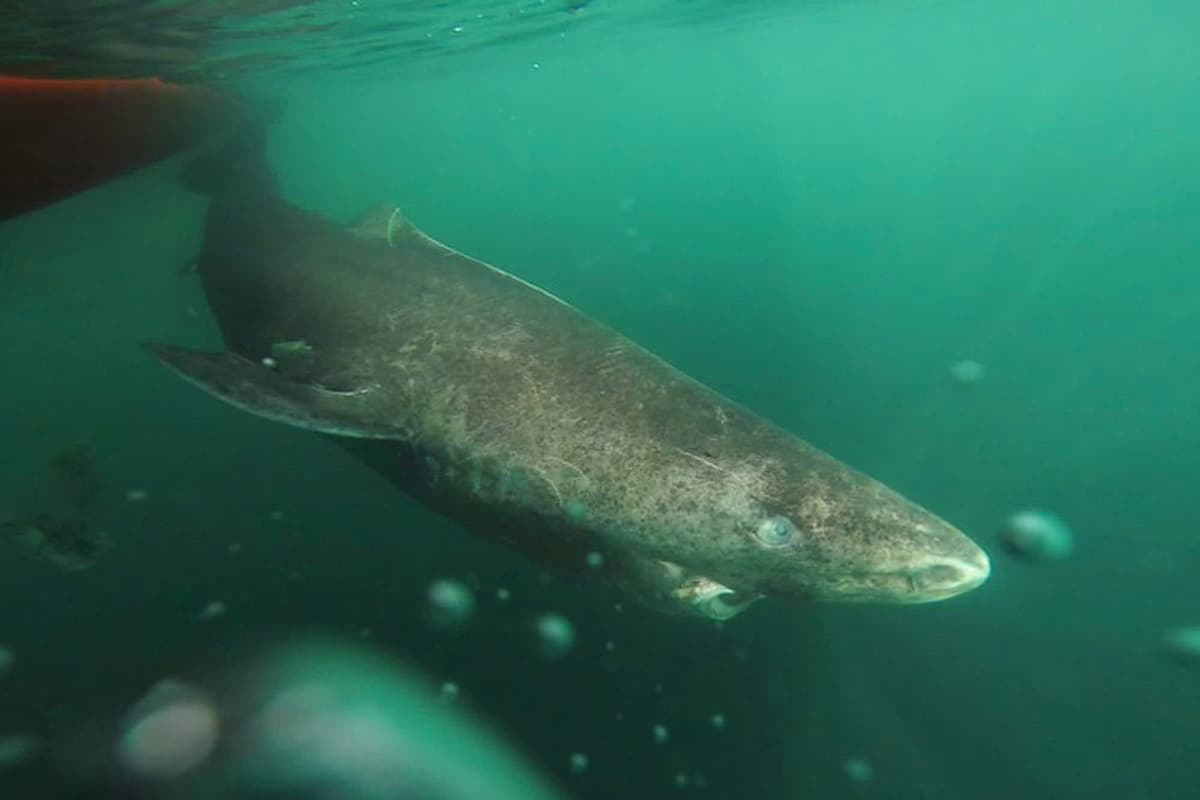 Scientists Uncover a 400-Year-Old Greenland Shark, Likely Born in the Early 1600s