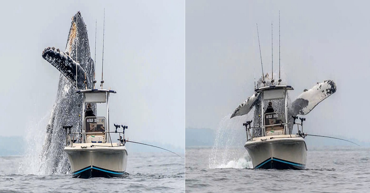 Rare footage captures a massive humpback whale leaping out of the water near a fishing boat