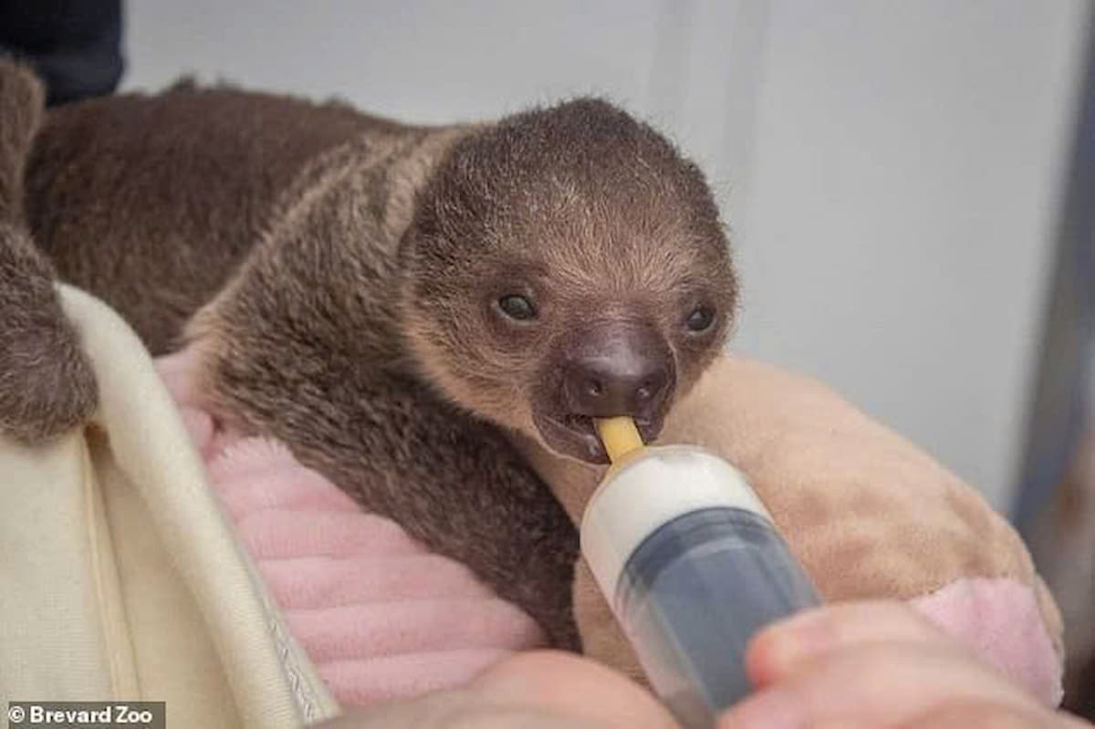 The adorable baby sloth is being cared for by zookeepers in Florida after its mother rejected it