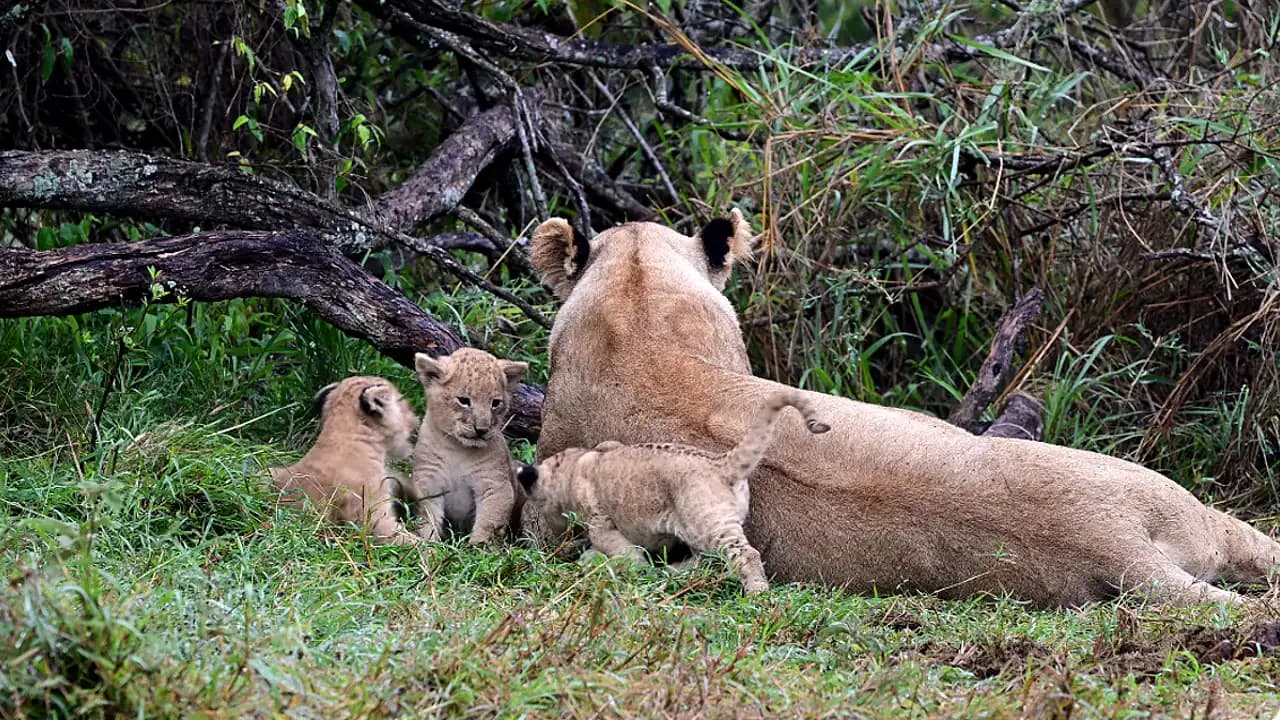 Adorable Video of Three Playful Newborn Lion Cubs