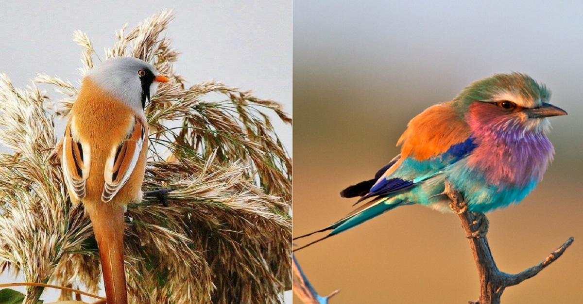 The stunning wonders of bird species: Discover the 20 most spectacularly beautiful birds on Earth