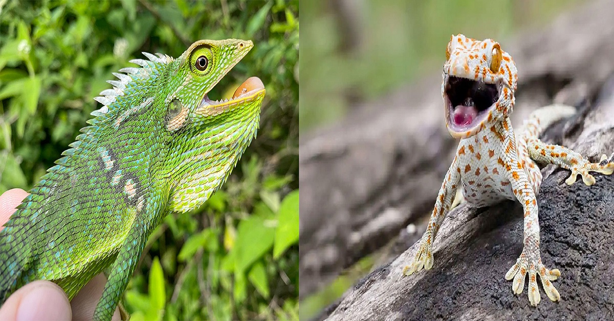 20 Of The World’s Most Cutest And Largest Lizard Species