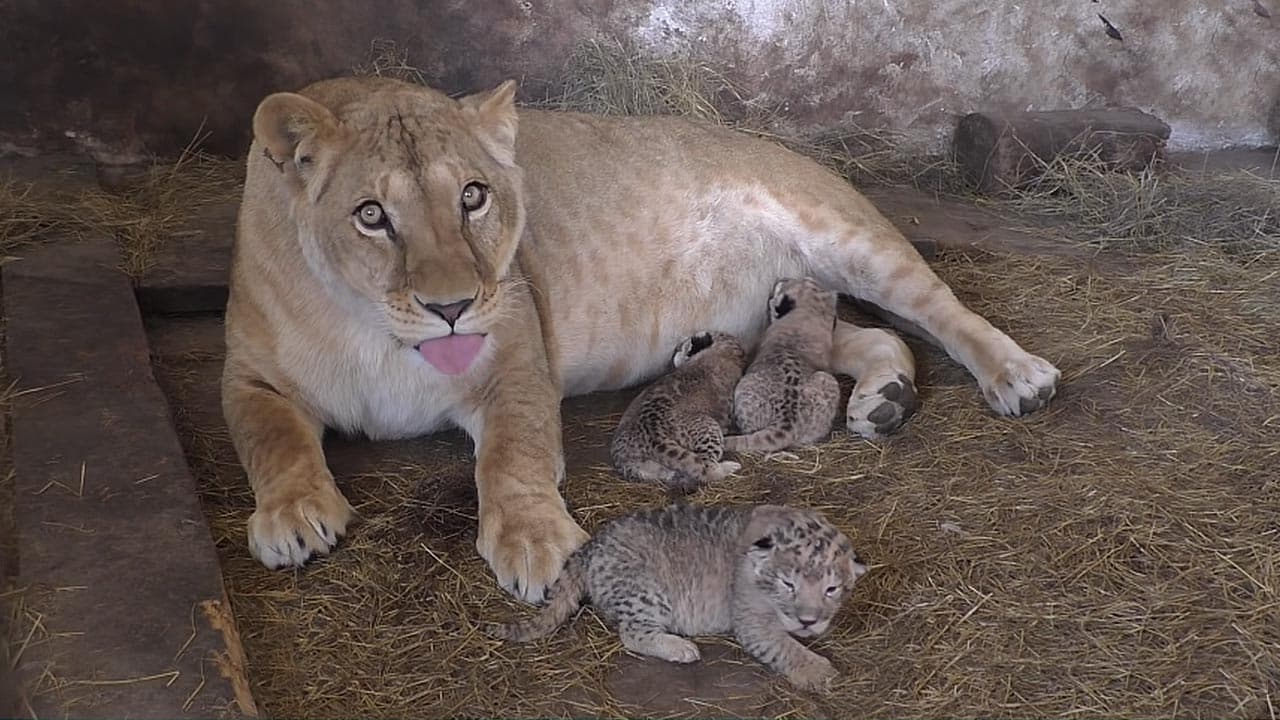 Lioness Lola Welcomes Triplet Cubs at Chelyabinsk (Video)