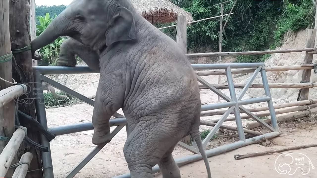 A baby elephant attempts to climb a wall in an effort to travel (Video)