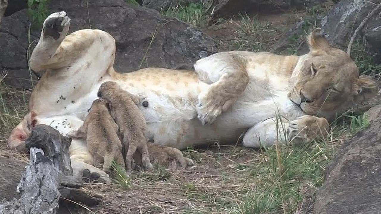 Only a few hours old, three newborn lion cubs are born in the forest (Video)