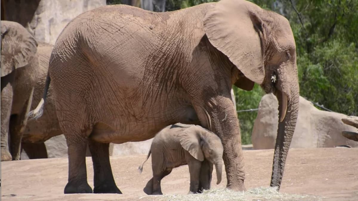 Discover the enchanting bond between a majestic mother elephant and her adorable baby, Zuli, at Safari Park – a truly breathtaking sight (Video)