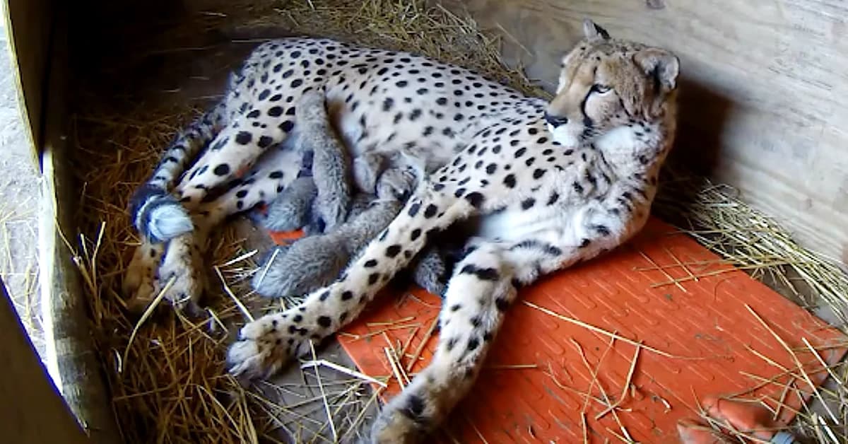 Cheetah Mother Milani Welcomes a Litter of Five Tiny Cubs, Now Just Five Days Old at Metro Richmond Zoo (Video)