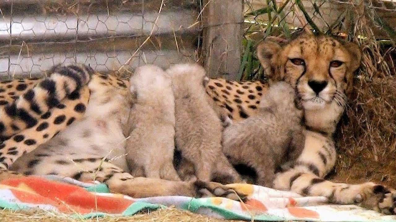 Raising Cheetah Cubs – Mother Cares for Her Young at Endangered Big Cat Breeding Center (Video)