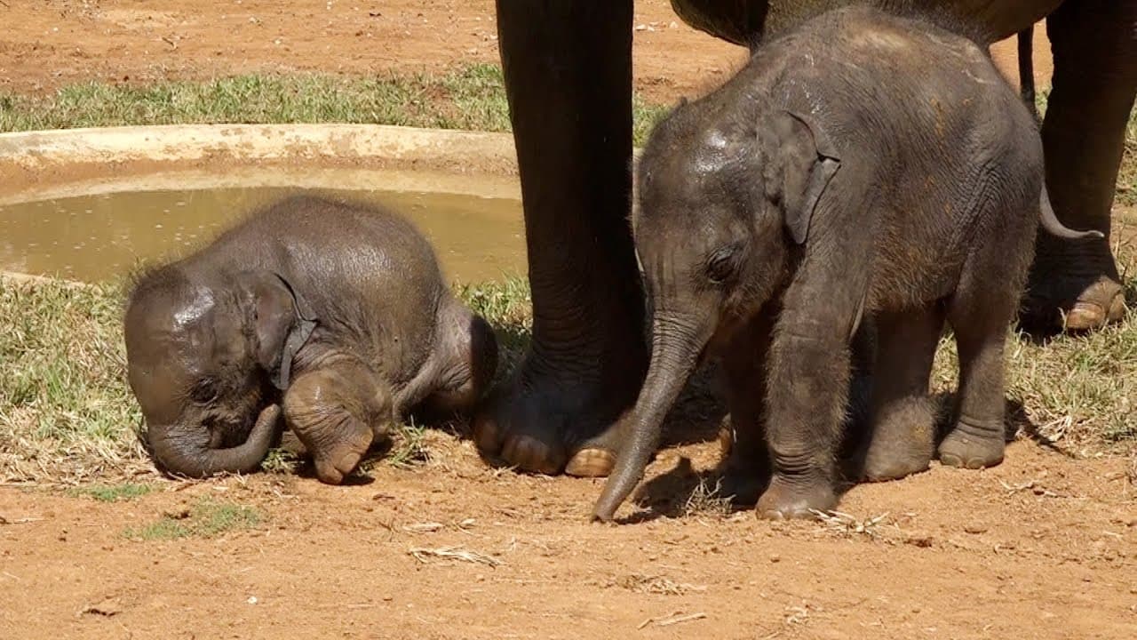 Too Cute to Handle! Twin Baby Elephants Adorably Mimic Their Mother (Watch the Video)