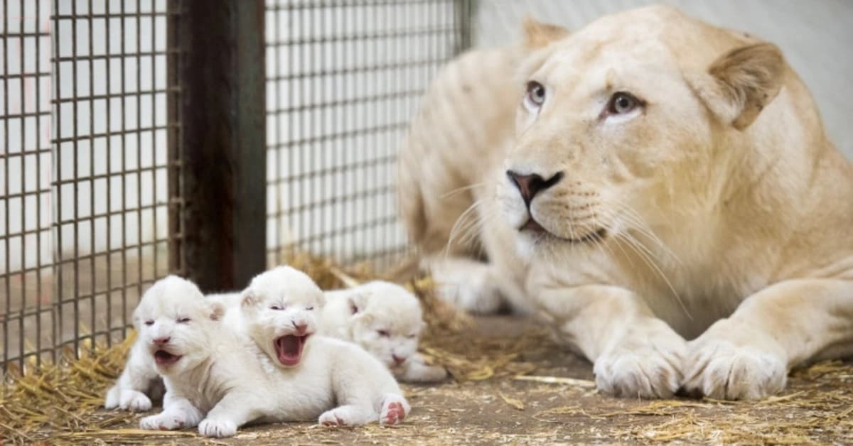 Meet three adorable lion cubs, only six days old, at Serengeti Park in Germany: They’re so tiny and cute! (Video)