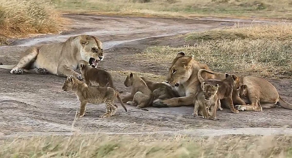 Amazing footage captures ten lion cubs with lionesses (Video)