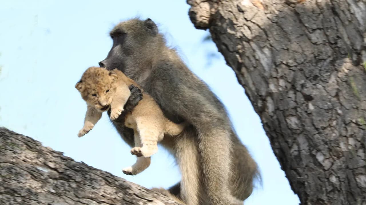 Baboons Abduct a Lion Cub, Prompting a Desperate Search by the Lioness (Video)